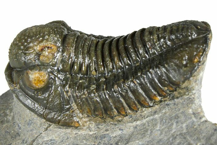 Detailed Gerastos Trilobite Fossil - Morocco #363956